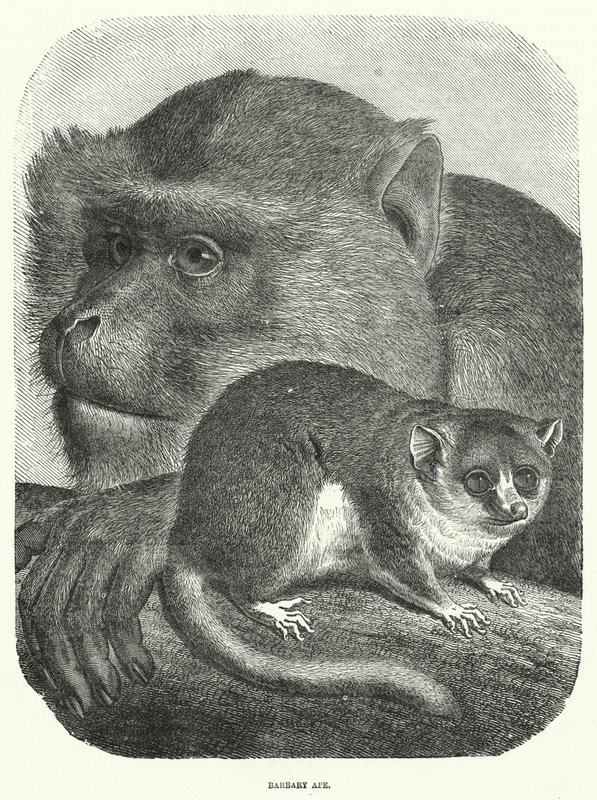 Barbary Ape (kaiverrus) tekijältä English School