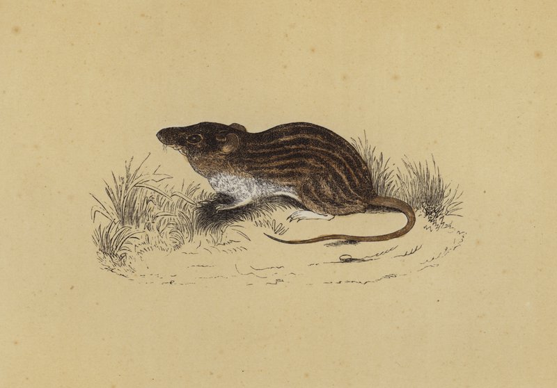 Barbary Mouse (väri litho) tekijältä English School