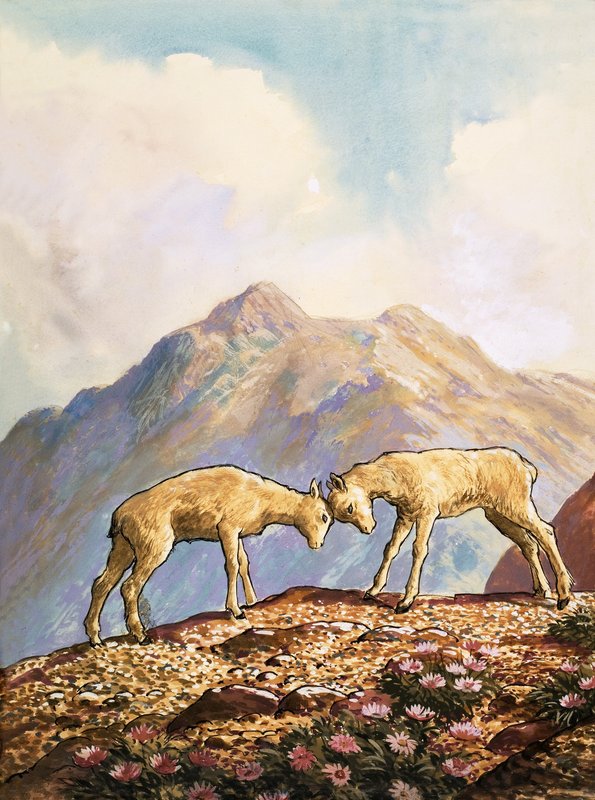 Barbary lampaat tekijältä English School