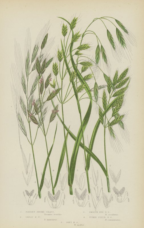 karu brome-ruoho, suuri brome-ruoho, sileä ruisbrome-ruoho, tumman peltobrome-ruoho, pehmeä brome-ruoho (värilitro). tekijältä English School