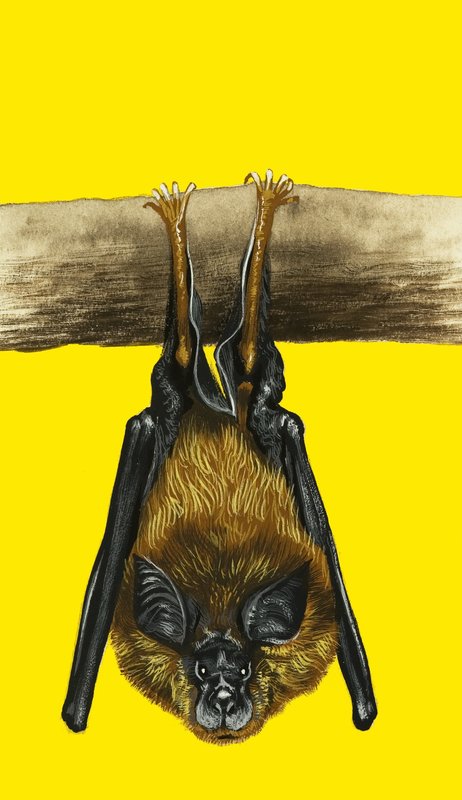 Bat tekijältä English School