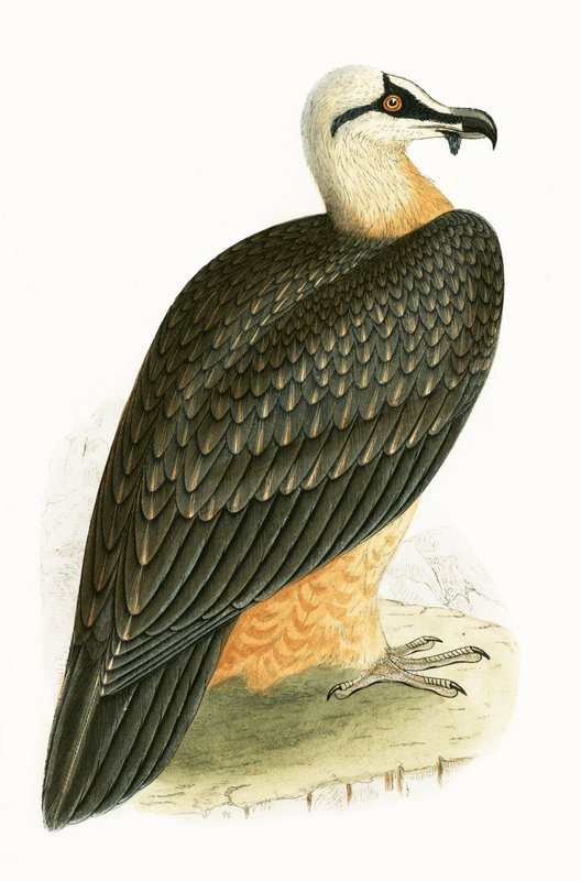 Bearded Vulture, kuvitus Charles Robert Breen (1811-86) teoksesta "A History of the Birds of the Birds of the British Islands" (1811-86), julkaistu 1867 tekijältä English School