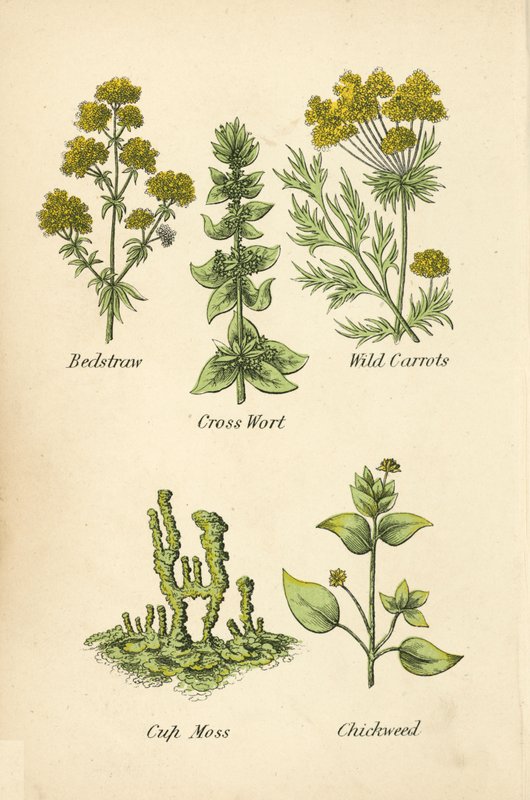 Bedstraw, Cross Wort, Wild Porkkanat, Cup Moss, Chickweed (väri litho) tekijältä English School
