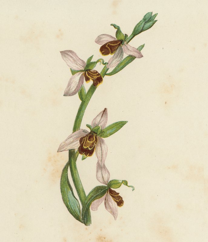 Mehiläisorchis, Ophrys Apifera (värilitro) tekijältä English School