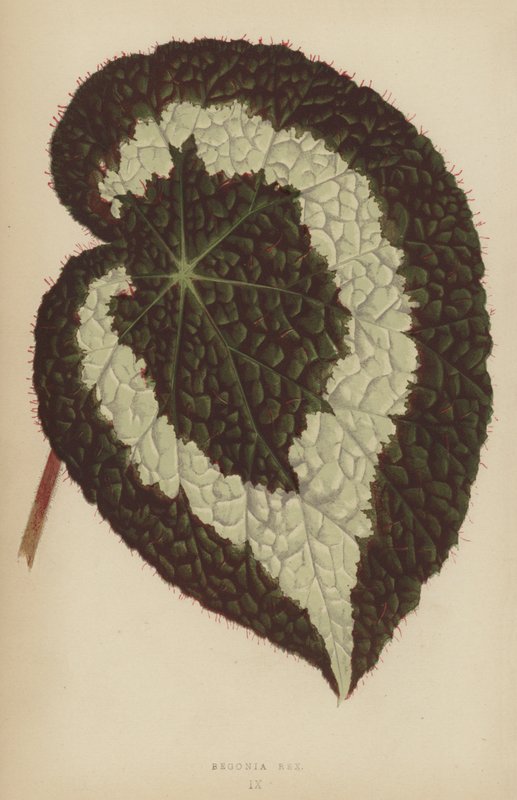 Begonia Rex tekijältä English School