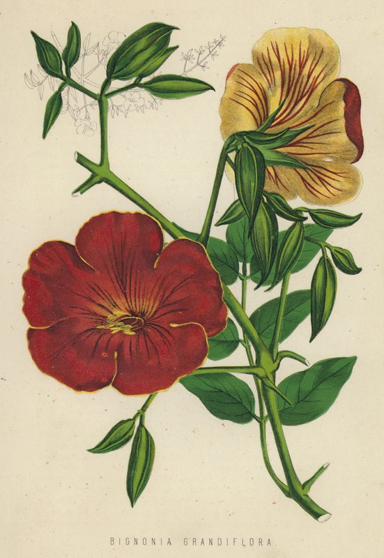 Bignonia Grandiflora (chromolitho) tekijältä English School