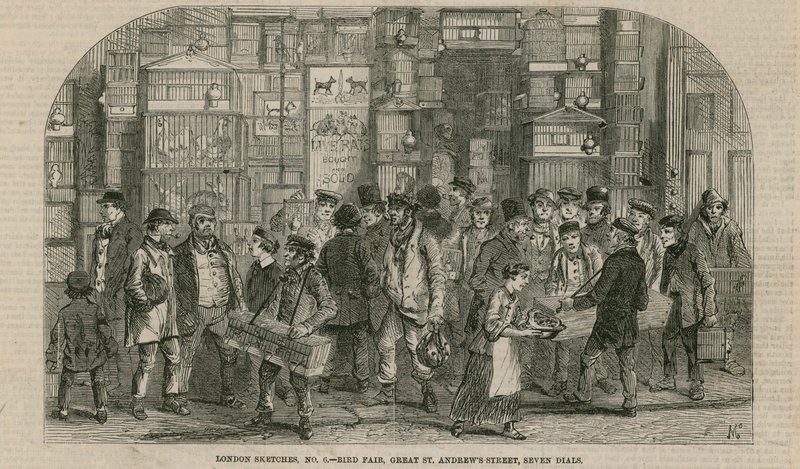 Lintumessut, Great St Andrews Street, Seven Dials, Lontoo tekijältä English School