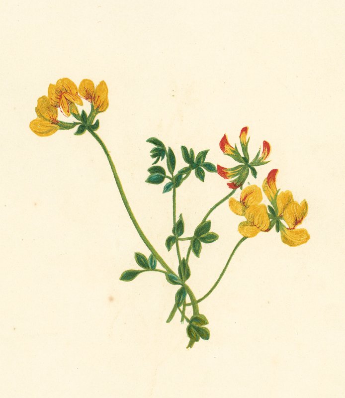 Lotus Corniculatus (värilitro) (väri litro) tekijältä English School