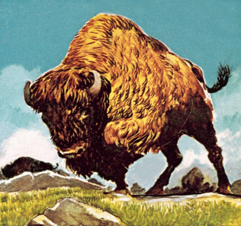 Bison tekijältä English School