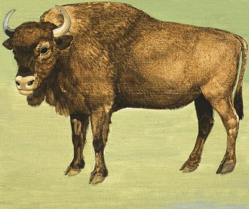 Bison tai American Buffalo tekijältä English School
