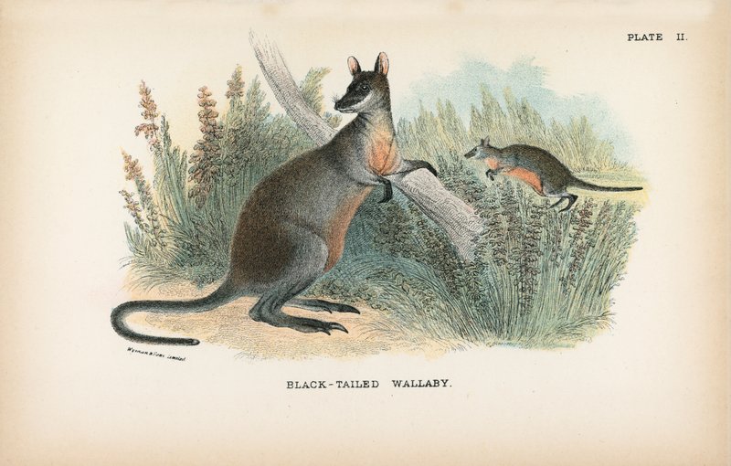 Black-Tailed Wallaby tekijältä English School