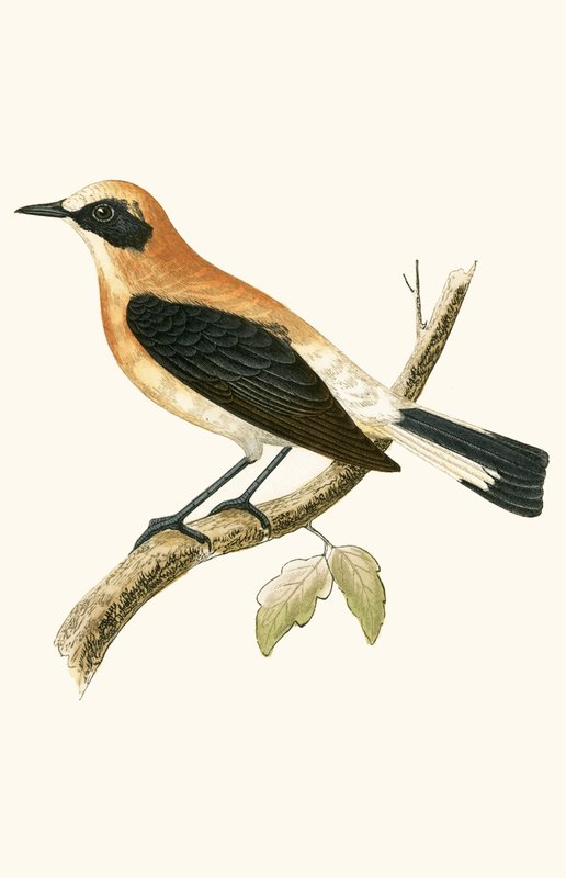 Black Eared Wheatear, kuvitus Charles Robert Breen (1811-86) teoksesta "A History of the Birds of the Birds of the British Isles", julkaistu 1867 (värilitho) tekijältä English School