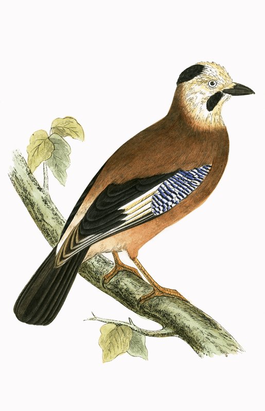 Black Headed Jay, kuvitus Charles Robert Breen (1811-86) julkaisusta "A History of the Birds of the Birds of the British Islands", julkaistu 1867 tekijältä English School