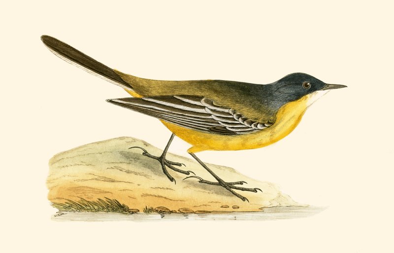 Black Headed Yellow Wagtail, kuva Charles Robert Breen (1811-86) teoksesta "A History of the Birds of Europe Not Observed in the British Isles", julkaistu 1867. tekijältä English School