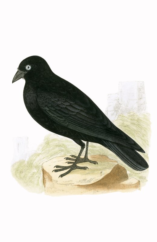 Black Jackdaw, kuvitus Charles Robert Breen (1811-86) teoksesta "A History of the Birds of the Birds of the British Islands", julkaistu 1867 tekijältä English School