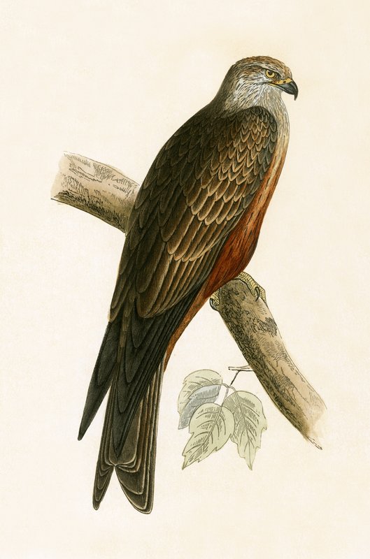 Black Kite, kuvitus Charles Robert Breen (1811-86) teoksesta "A History of the Birds of the Birds of the British Islands", julkaistu 1867 tekijältä English School