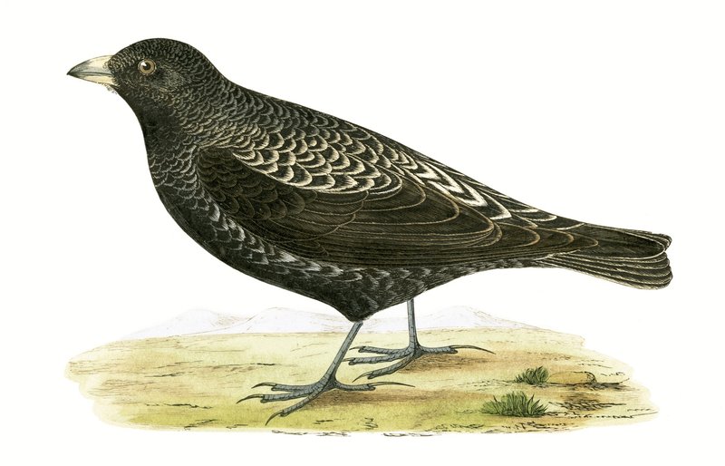 Black Lark, kuvitus Charles Robert Breen (1811-86) teoksesta "A History of the Birds of the Birds of the British Islands", julkaistu 1867 tekijältä English School