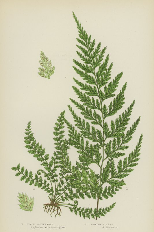 Black Spleenwort, Smooth Rock-Spleenwort (väri litho) tekijältä English School