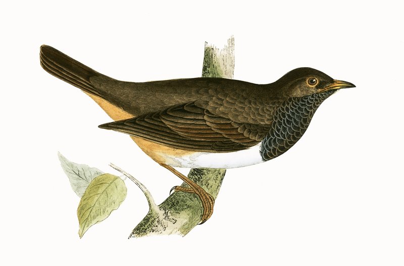 Mustakurkkurastas, kuvitus Charles Robert Breen (1811-86) teoksesta "A History of the Birds of the Birds of the British Islands" (1811-86), julkaistu 1867 tekijältä English School