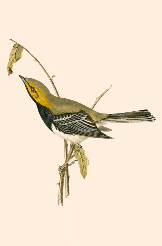 Black Throated Warbler, kuvitus Charles Robert Breen (1811-86) teoksesta "A History of the Birds of the Birds of the British Islands", julkaistu 1867 tekijältä English School