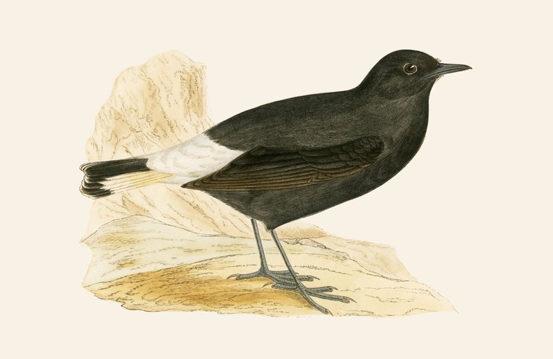 Black Wheatear, kuvitus Charles Robert Breen (1811-86) teoksesta "A History of the Birds of the Birds of the British Islands", julkaistu 1867 tekijältä English School