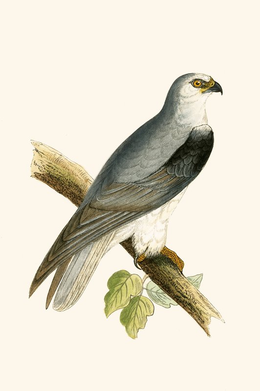 Black Winged Kite, kuvitus Charles Robert Breen (1811-86) julkaisusta "A History of the Birds of the Birds of the British Islands", julkaistu 1867 tekijältä English School