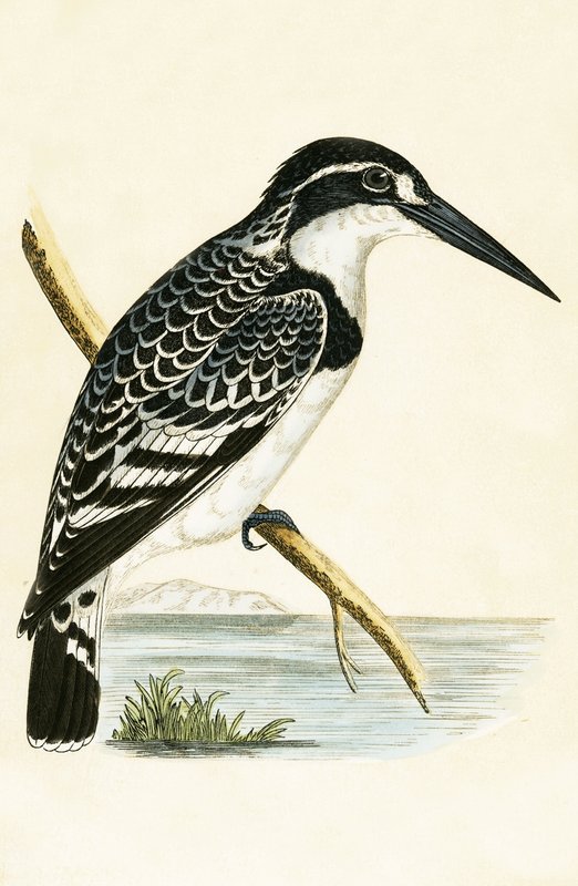 Black and White Kingfisher, kuvitus Charles Robert Breen (1811-86) teoksesta "A History of the Birds of the Birds of the British Islands", julkaistu 1867 tekijältä English School
