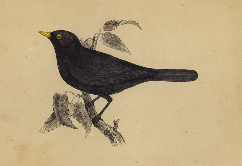 Blackbird (väri litho) tekijältä English School