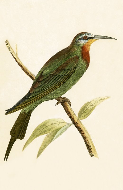 Blue Cheeked Bee Eater, kuvitus Charles Robert Breen (1811-86) teoksesta "A History of the Birds of the Birds of the British Islands", julkaistu 1867 tekijältä English School