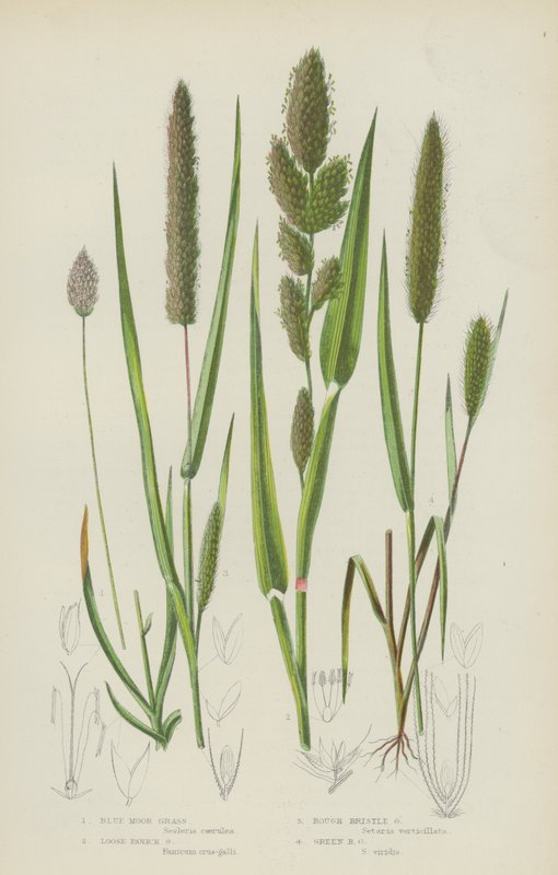 Blue Moor Grass, Loose Panick Grass, Rough Bristle Grass, Green Bristle Grass (väri litho) tekijältä English School