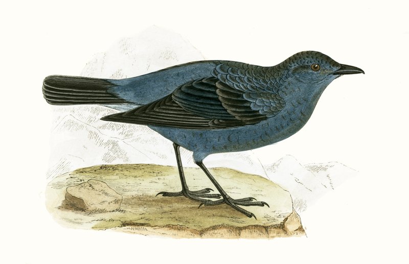 Blue Thrush, kuvitus Charles Robert Breen (1811-86) julkaisusta "A History of the Birds of the Birds of the British Islands", julkaistu 1867 tekijältä English School
