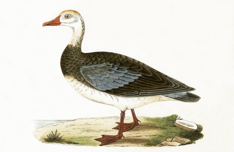 Blue Winged Goose, kuvitus Charles Robert Breen (1811-86) teoksesta "A History of the Birds of the Birds of the British Islands", julkaistu 1867 tekijältä English School