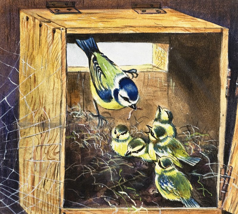 Bluetits tekijältä English School