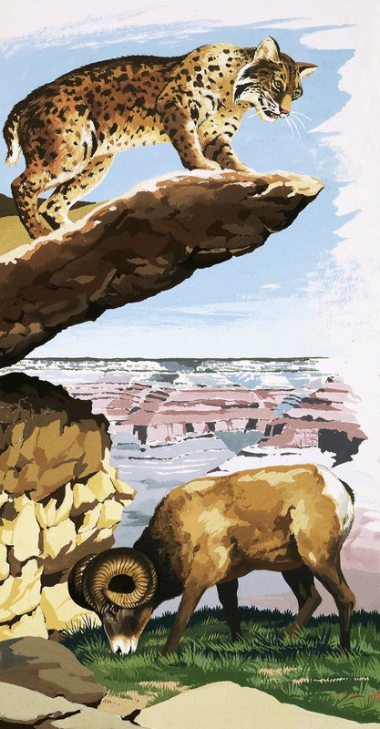 Bobcat ja Bighorn lampaat Grand Canyonin kansallispuistossa tekijältä English School