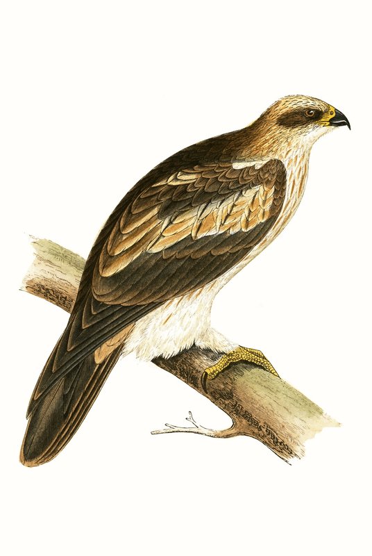 Booted Eagle, kuvitus Charles Robert Breen (1811-86) teoksesta "A History of the Birds of the Birds of the British Islands", julkaistu 1867 tekijältä English School