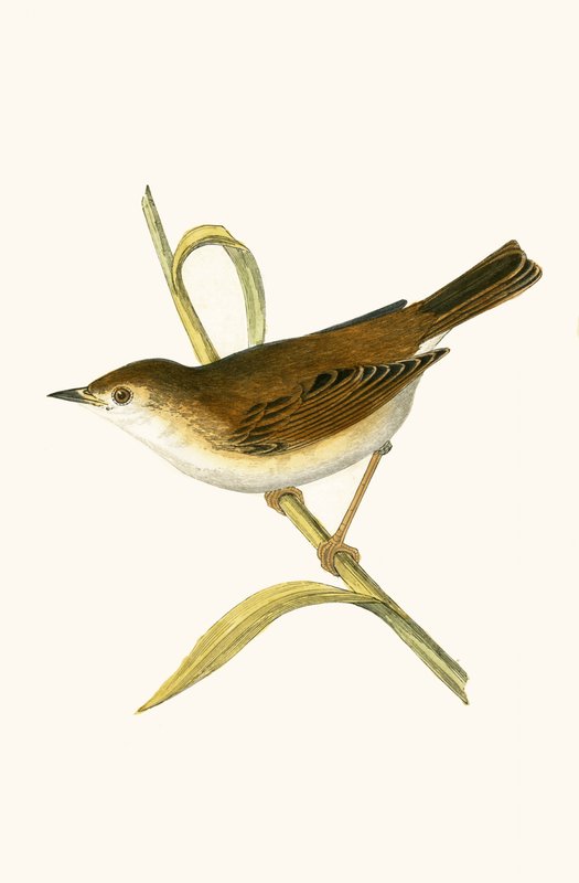 Booted Reed Warbler, kuvitus Charles Robert Breen (1811-86) teoksesta "A History of the Birds of the Birds of the British Islands", julkaistu 1867 tekijältä English School