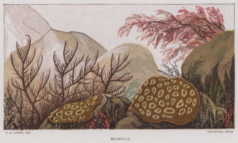 Botrylli (väri litho) tekijältä English School