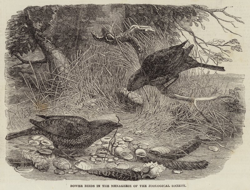 Bower Birds in the Menagerie of Zoological Society (kaiverrus) tekijältä English School