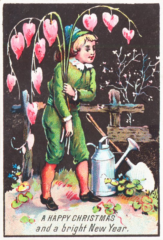 Poika kantaa Bleeding Heart -kukkia, joulukortti tekijältä English School