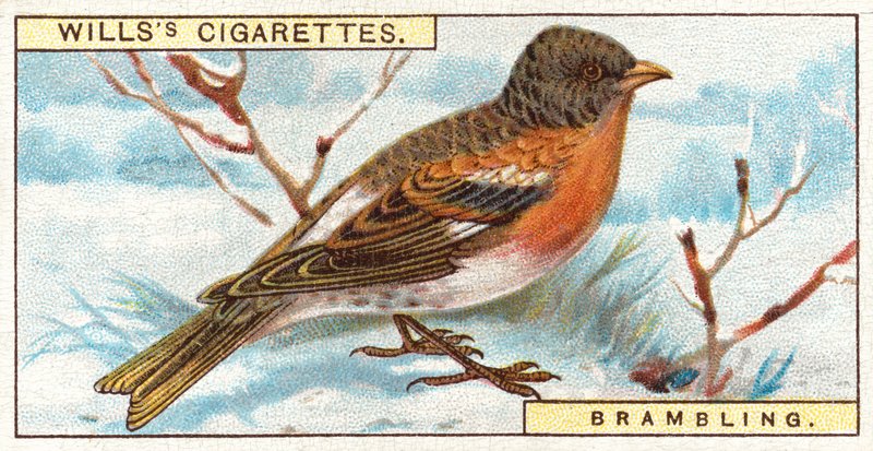 Brambling tekijältä English School