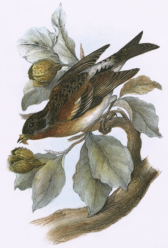 Brambling tekijältä English School