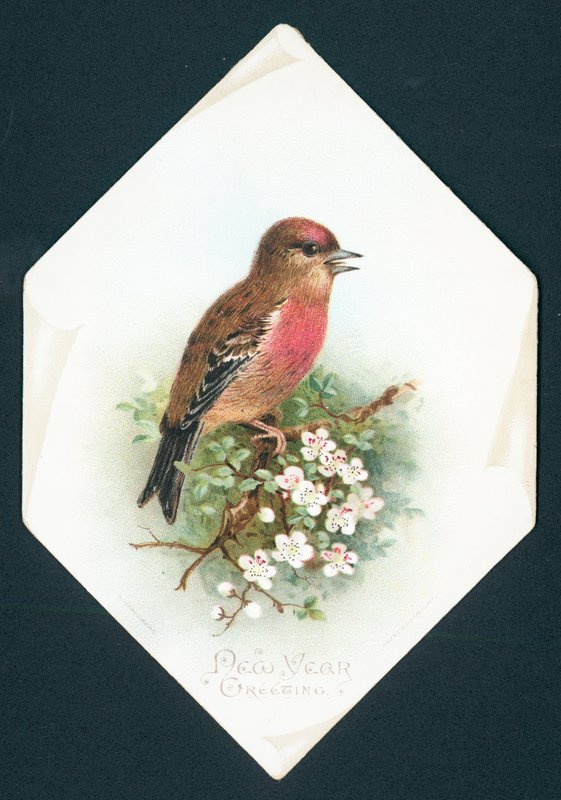 Brambling, uudenvuoden kortti tekijältä English School