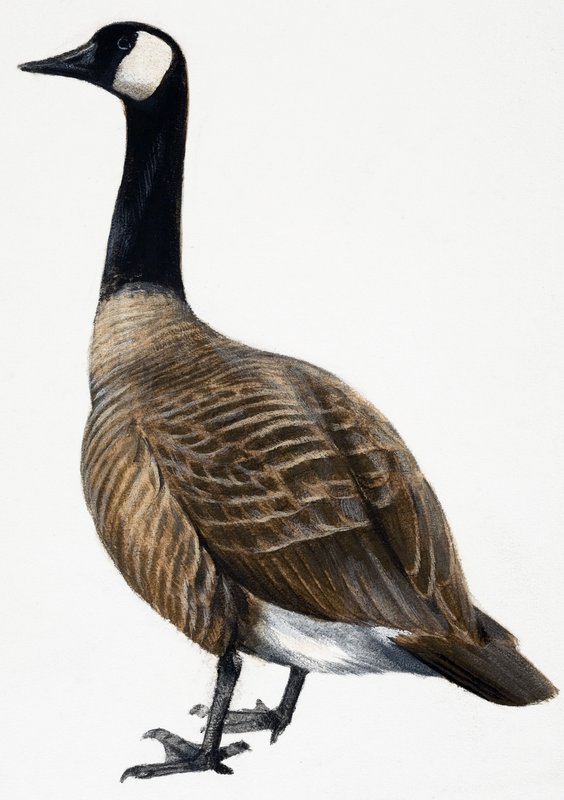 Brent Goose tekijältä English School
