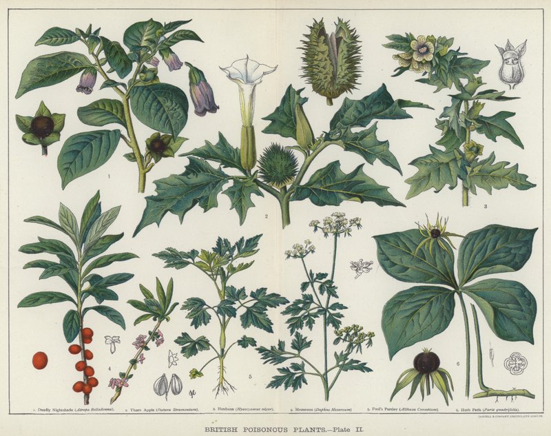 British Poisonous Plants (väri litho) tekijältä English School