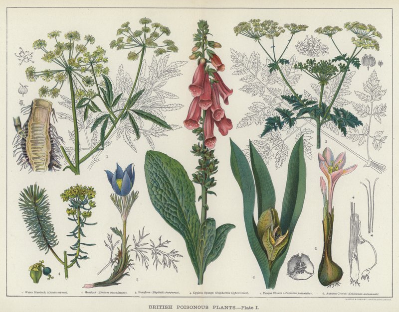 British Poisonous Plants (väri litho) tekijältä English School