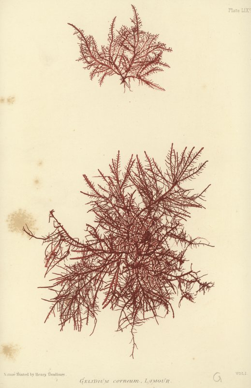 British Sea-Weed (luontopainettu) tekijältä English School