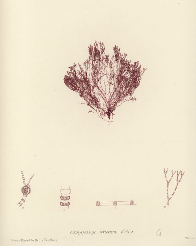 British Sea-Weed (luontopainettu) tekijältä English School