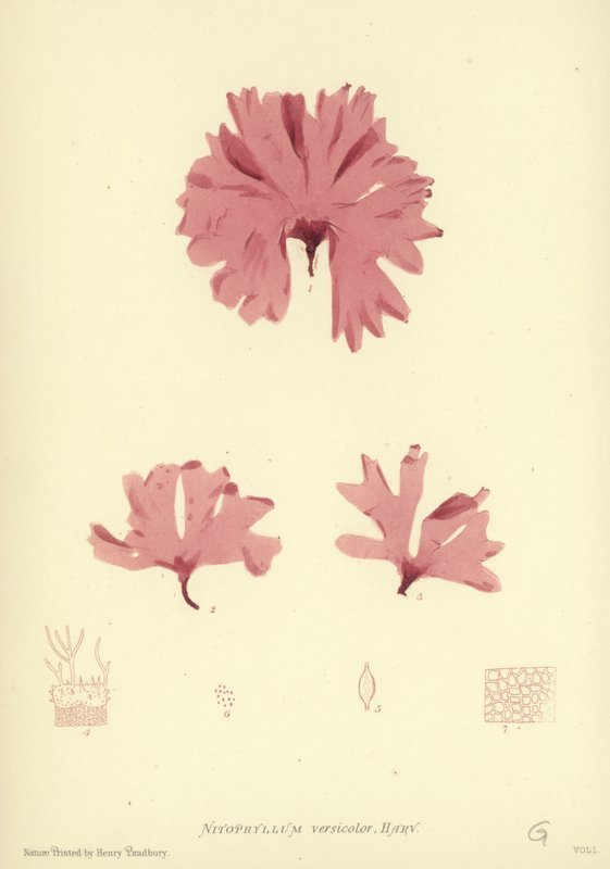 British Sea-Weed (luontopainettu) tekijältä English School
