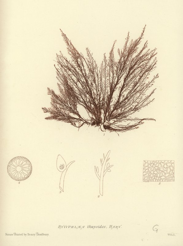 British Sea-Weed (luontopainettu) tekijältä English School