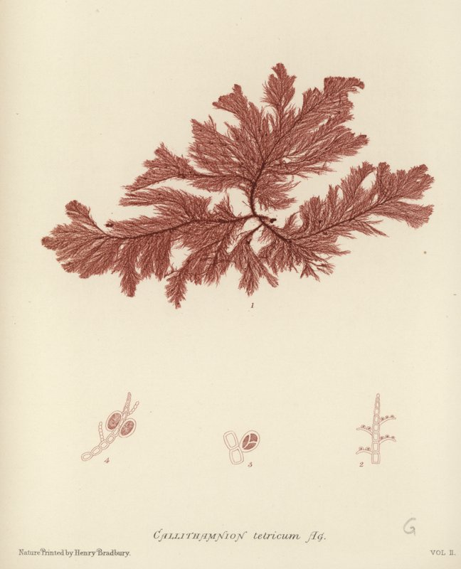 British Sea Weed tekijältä English School